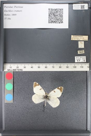 Media type: image;   Entomology 134147